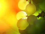 Tokaj : Le changement climatique transforme le marché mondial du vin