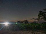 Vendanges 2025 en Sable de Camargue : un millésime qualitatif et prometteur, qui aura su se faire mériter