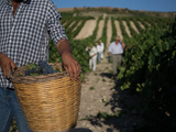 Vendanges 2025 en Sicile