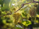 Vignoble d’Autriche: bilan des vendanges 2025, qualité et quantité