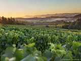 Vignoble Platt