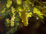 Vin d’Autriche : Récolte 2021