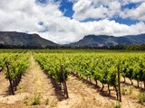 Initiation au vignoble sud-africain : places libres