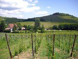 Riesling Grands Crus du Bas-Rhin : places libres