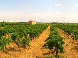 Vignoble de Majorque : places libres