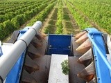 Aperçu du millésime 2014 sur la machine à vendanger des vignerons de la cave de Rauzan dans l’Entre-deux-mers