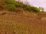 La Suisse, l’autre pays du vin, expliqué par un fondu de vins Helvètes, petits et grands, mais bio de préférence