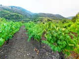 Les beaux paysages du vignoble français