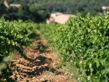 Les différents types de viticulture