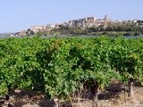 Un petit tour dans le vignoble du Roussillon