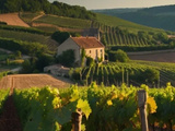 L’histoire fascinante des vins de Bourgogne et leur impact mondial