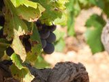 Quelle est la différence entre un viticulteur et un vigneron