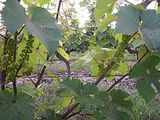 2012 : Label touristique pour l'Anjou viticole