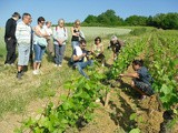 Le parrainage d'un pied de vigne, une nouvelle façon de découvrir les métiers du vin | Vins du monde