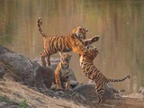 126 tigres ont péri en Inde en 2021, un record depuis 2012