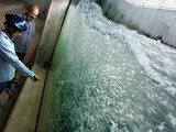 Alsace : Deux gigantesques passes à poissons vont être construites sur le Rhin