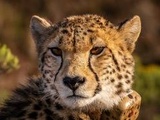 Animaux : l’Iran ne compte plus que 12 guépards, en danger critique d’extinction