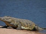 Australie : Attaqué par un crocodile, un sexagénaire se défend au couteau de poche