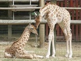 Bassin d'Arcachon : Le zoo met en ligne la vidéo de la naissance d'un girafon