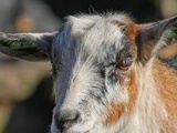 Bouches-du-Rhône : Dans l'Ouest marseillais, les chèvres de la discorde