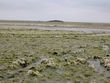 Bretagne : Des plages fermées en raison des algues vertes