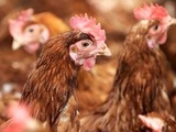 Bretagne : La justice retoque un projet de poulailler géant prévoyant d'accueillir 120.000 volailles