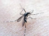 Bretagne : Le moustique tigre détecté pour la première fois dans la région