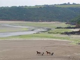 Bretagne : Les algues vertes soupçonnées après la mort de deux chiens qui courraient sur une plage