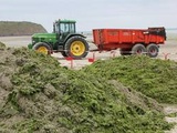 Bretagne : Un nouveau plan de lutte contre les algues vertes en préparation