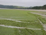 Bretagne : Une prolifération « très importante » des algues vertes constatée cette année
