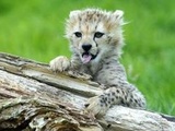 Charente-Maritime : Trois jolis bébés guépards visibles au zoo de la Palmyre