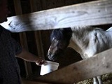 Chevaux mutilés : Enquête après la découverte d'un poney mort en Ardèche