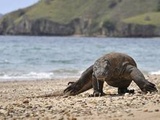 Congrès mondial de la nature : Requins, raies, dragons de Komodo... Près de 30% des espèces étudiées menacées