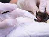 Congrès mondial pour la nature : Les experts alertent sur les risques de nouvelles pandémies