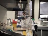 Coronavirus : Pourquoi aucun nouveau variant n’a-t-il émergé depuis des mois
