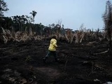 Déforestation : l’Amazonie colombienne connaît une « crise sans précédent », selon un rapport
