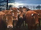 Dordogne : Deux nouveaux variants de la tuberculose bovine détectés