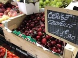 Episode de gel : Les prix des cerises et abricots de Provence s’envolent, les grossistes se tournent vers l’Espagne