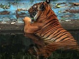 Etats-Unis : Un tigre tué après avoir attaqué un homme qui tentait de le caresser