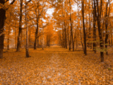 Feuilles mortes, brumes matinales, paysages chatoyants... Envoyez-nous vos plus belles photos d’automne