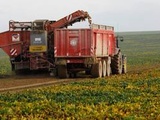 Filière betteraves : Des parcelles détruites pour cause d'herbicide non conforme