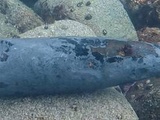 Finistère : Trente-huit obus allemands et un destroyer découverts près de l’île de Batz