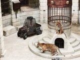 « Fort Boyard » : Fini les tigres dans l’émission ! France 2 se sépare des félins dès la prochaine saison