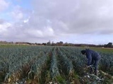 Gironde : Avec 10.000 poireaux sur les bras, un maraîcher propose aux particuliers de venir se servir