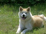 Gironde : Une septuagénaire décédée après avoir été attaquée par un chien