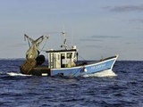Golfe de Gascogne : La densité « inhabituelle » d’un banc de poissons en cause dans le rejet de merlans bleus par un chalutier