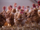 Grippe aviaire : 600.000 volailles abattues en un mois