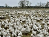 Grippe aviaire : La surveillance levée dans le Sud-Ouest