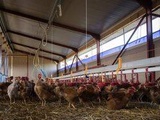 Grippe aviaire : Le Conseil d’Etat rejette les recours contre le confinement des volailles, face à un risque sanitaire « grave et urgent »