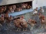 Grippe aviaire : « Pas d’autre solution à terme » que le vaccin, selon le ministre de l’Agriculture